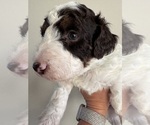 Small #5 Aussiedoodle Miniature 