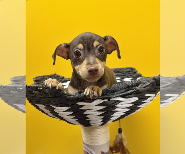 Medium Photo #4 Chihuahua-Unknown Mix Puppy For Sale in Munford, TN, USA