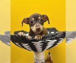 Small #3 Chihuahua Mix