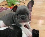 Puppy 3 French Bulldog