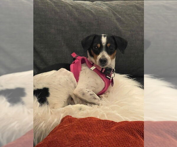 Medium Photo #10 Mutt Puppy For Sale in St. Louis Park, MN, USA