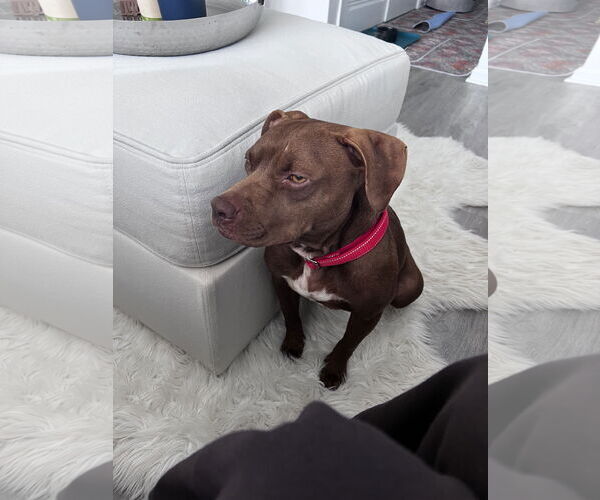 Medium Photo #5 American Pit Bull Terrier-Unknown Mix Puppy For Sale in Oakhurst, NJ, USA