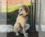 Small #5 Great Pyrenees Mix
