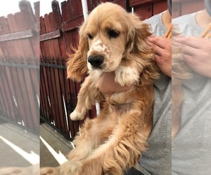 Cocker Spaniel Puppy for sale in COMMERCE, CA, USA