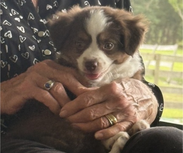 Medium Photo #42 Miniature Australian Shepherd Puppy For Sale in FORT MYERS, FL, USA