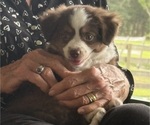 Small #2 Miniature Australian Shepherd