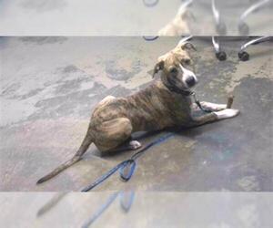 American Staffordshire Terrier-Labrador Retriever Mix Dogs for adoption in Tallahassee, FL, USA