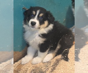 Australian Shepherd Puppy for sale in DUVALL, WA, USA