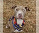 Small American Staffordshire Terrier Mix