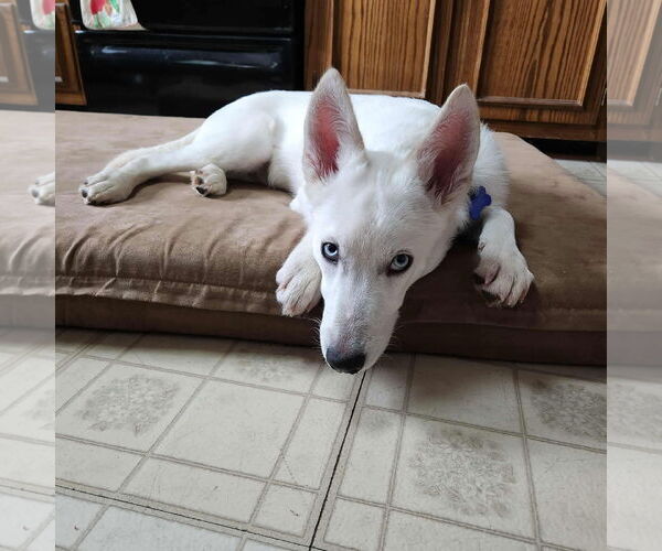 Medium Photo #2 Siberian Husky Puppy For Sale in Hoffman Estates, IL, USA