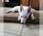 Small #1 Siberian Husky