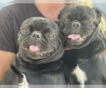 Small #1 Pug