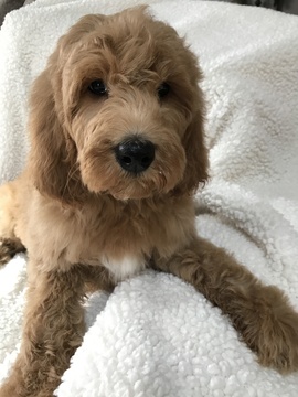 Medium Photo #1 Goldendoodle-Poodle (Standard) Mix Puppy For Sale in RICHMOND, IL, USA