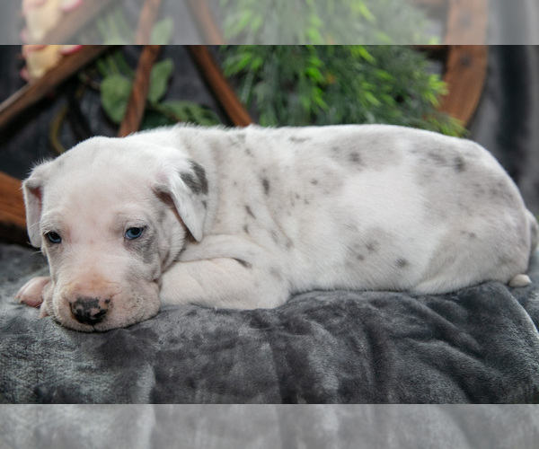Medium Photo #2 Great Dane Puppy For Sale in SHELBY, OH, USA
