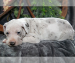 Small Photo #24 Great Dane Puppy For Sale in SHELBY, OH, USA