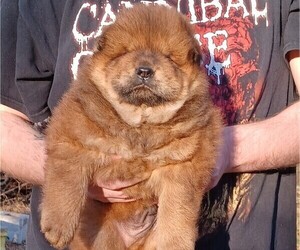 Chow Chow Puppy for sale in WICHITA, KS, USA