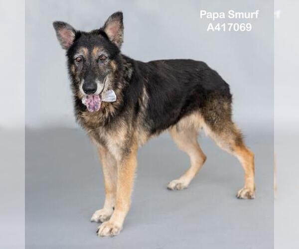 Medium Photo #2 German Shepherd Dog-Unknown Mix Puppy For Sale in Conroe, TX, USA