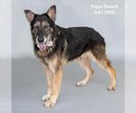 Small #1 German Shepherd Dog Mix