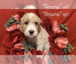 Small Photo #11 Goldendoodle Puppy For Sale in MANSFIELD, TX, USA