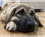 Small Photo #5 Spanish Mastiff Puppy For Sale in GILLETTE, WY, USA