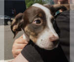 Small #2 Mutt