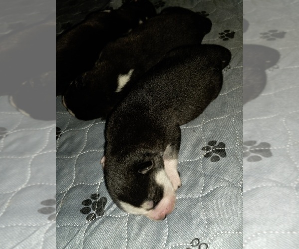 Medium Photo #65 Siberian Husky Puppy For Sale in ALTON, IL, USA