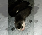 Small Photo #65 Siberian Husky Puppy For Sale in ALTON, IL, USA