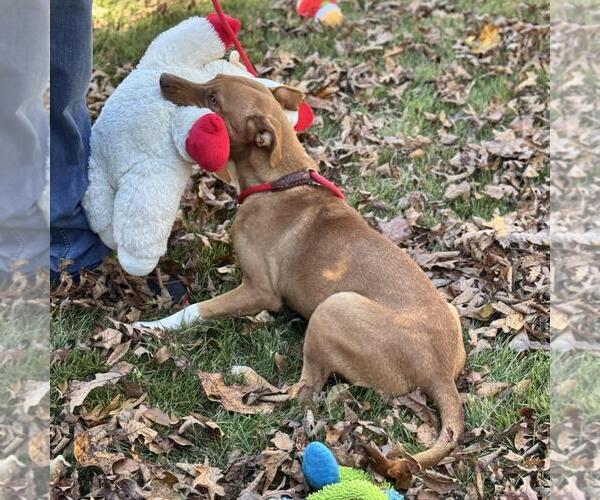 Medium Photo #4 Unknown-Vizsla Mix Puppy For Sale in Yardley, PA, USA