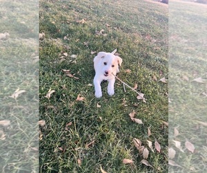 Labrador Retriever Puppy for sale in ALBUQUERQUE, NM, USA