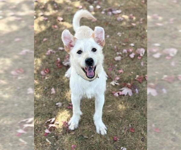Medium Photo #1 Irish Terrier-Unknown Mix Puppy For Sale in Fort Wayne, IN, USA