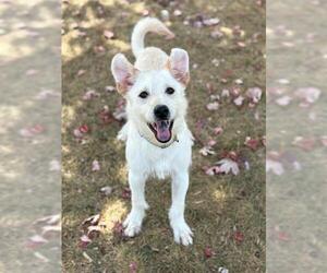 Irish Terrier-Unknown Mix Dogs for adoption in Fort Wayne, IN, USA