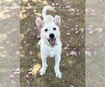 Small Irish Terrier Mix