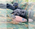 Small Photo #6 Labrador Retriever Puppy For Sale in BEAUFORT, NC, USA