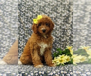 Cavapoo Puppy for sale in STEVENS, PA, USA