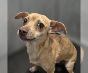 Chihuahua Dogs for adoption in San Antonio, TX, USA