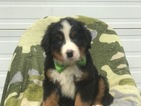 Small Bernese Mountain Dog