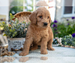 Small #1 Goldendoodle