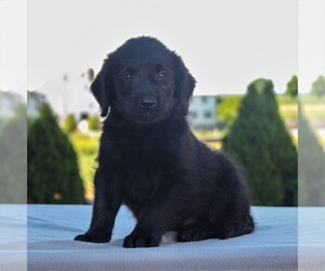 Labradoodle-Poodle (Miniature) Mix Puppy for sale in GAP, PA, USA