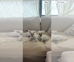 Small #8 Maltese Mix