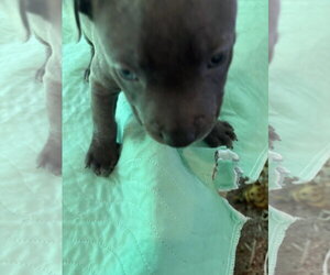 Sumira - Female Labrador Retriever-Unknown Mix Dog for Adoption - Photo #4