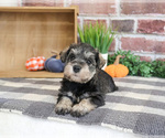 Small #1 Schnauzer (Miniature)