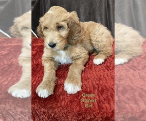 Goldendoodle Puppy for sale in UNICOI, TN, USA