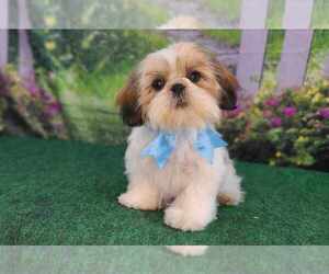 Shih Tzu Puppy for Sale in QUAPAW, Oklahoma USA