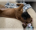 Small Photo #31 Boxer Puppy For Sale in COWETA, OK, USA