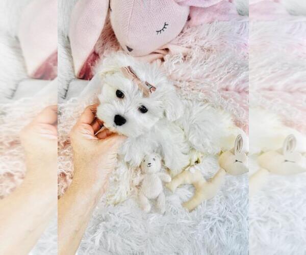 Medium Photo #19 Maltese Puppy For Sale in PEMBROKE PINES, FL, USA