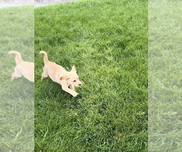Medium Photo #2 Labrador Retriever Puppy For Sale in MONTE VISTA, CO, USA