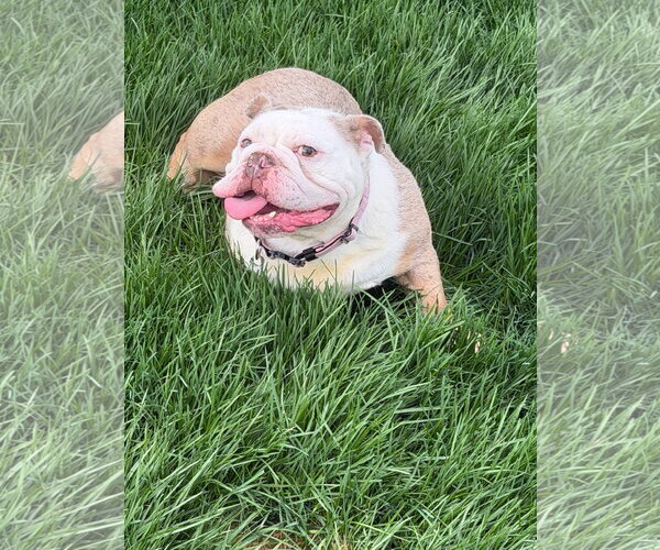 Medium Photo #1 Bulldog Puppy For Sale in Marine City, MI, USA