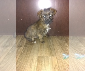 Yorkshire Terrier Puppy for sale in LAPEER, MI, USA