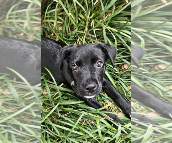 Medium Photo #1 Labrottie Puppy For Sale in Lakewood, CO, USA