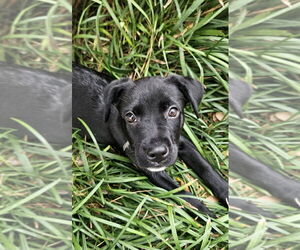 Labrottie Dogs for adoption in Lakewood, CO, USA